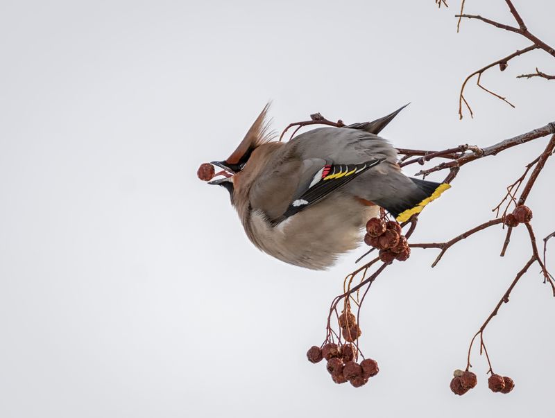 птица, свиристель, Свиристель. фото превью