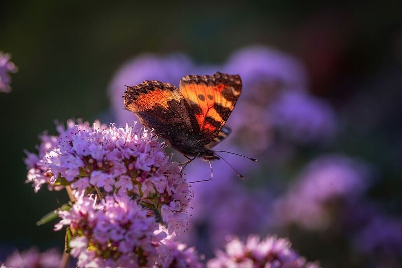 про бабочек фото превью