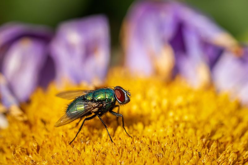 Муха фото превью