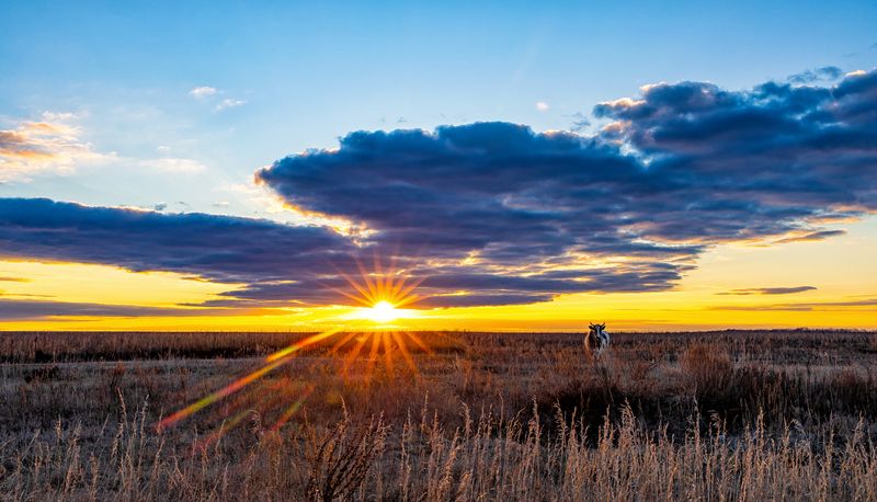 Буренка в золотой час.. фото превью