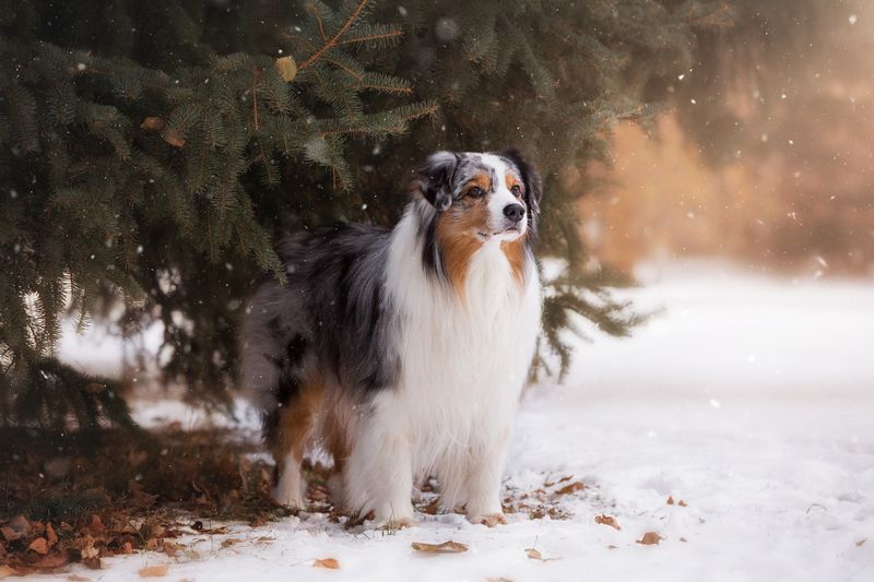 Собака, Лес, Снег Момент тишины... фото превью