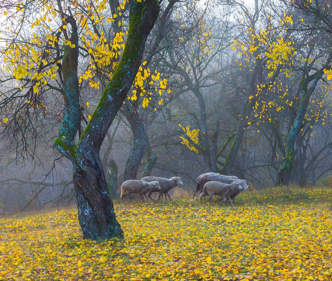 , Александр Подрез