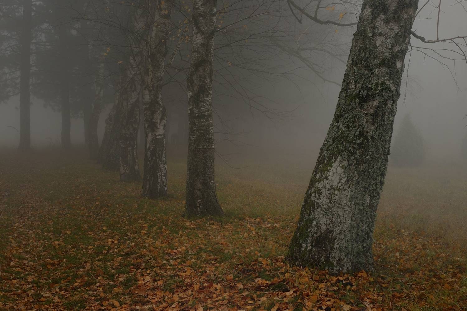 осень листва утро лес туман, Александр Жарников