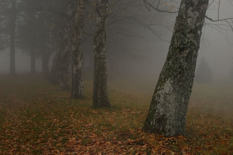 Туманное утро фото превью