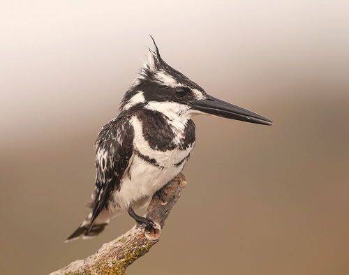 Pied kingfisher - Малый пегий Зимородок
