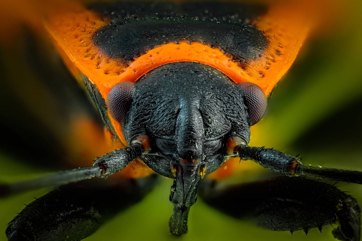 , Олег Савицкий