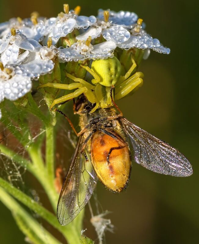 Завтрак паучка фото превью