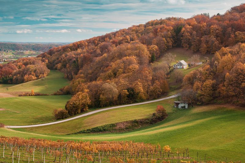 небо деревья трава дорога виноградник пейзаж деревня дом Bizeljsko фото превью