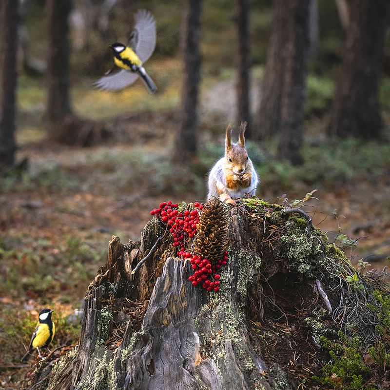 Синички ждут своей очереди! фото превью