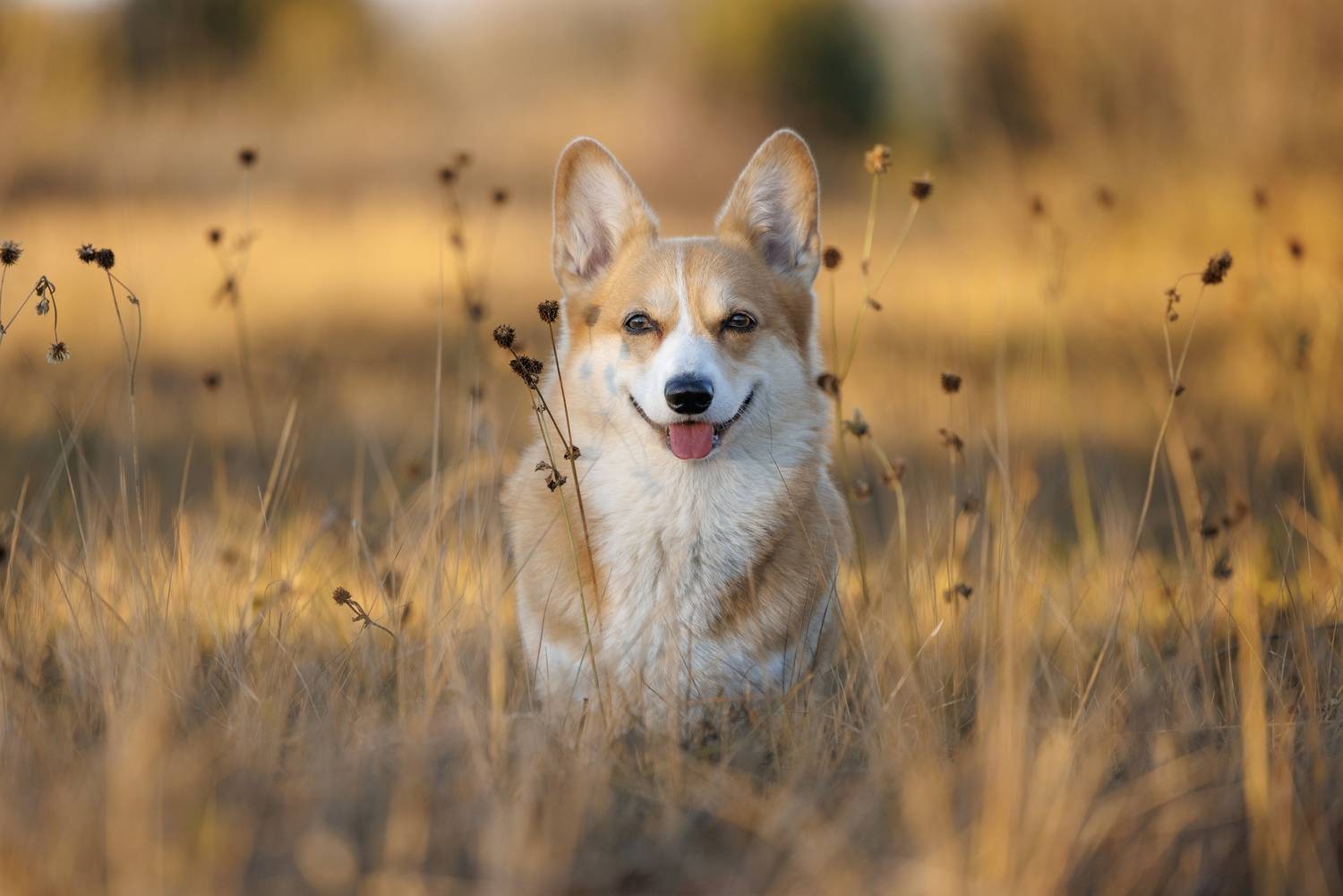 , Татьяна Тихомирова