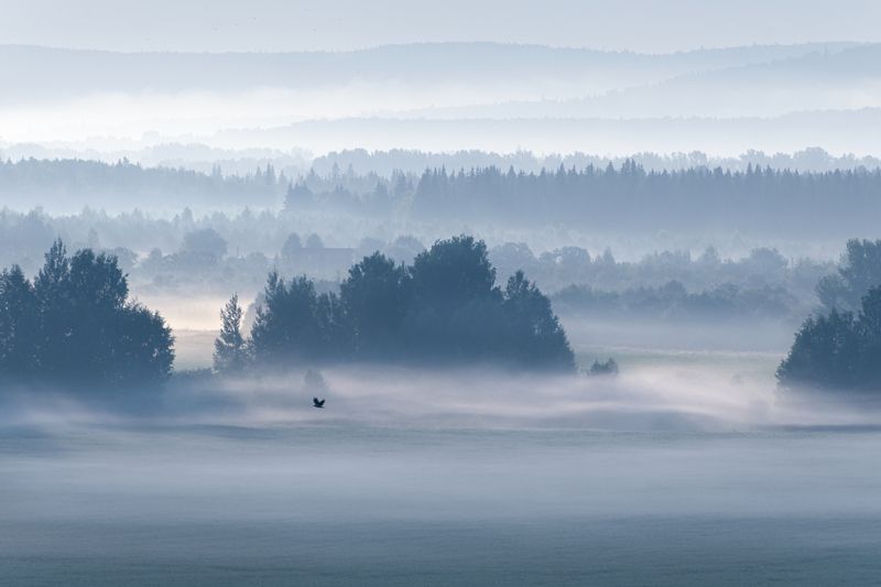 Утро в тайге фото превью