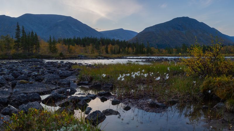 Пушица на Полигональных озерах фото превью