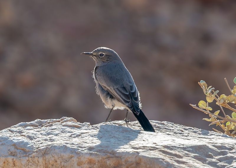 Чернохвостый чекан фото превью