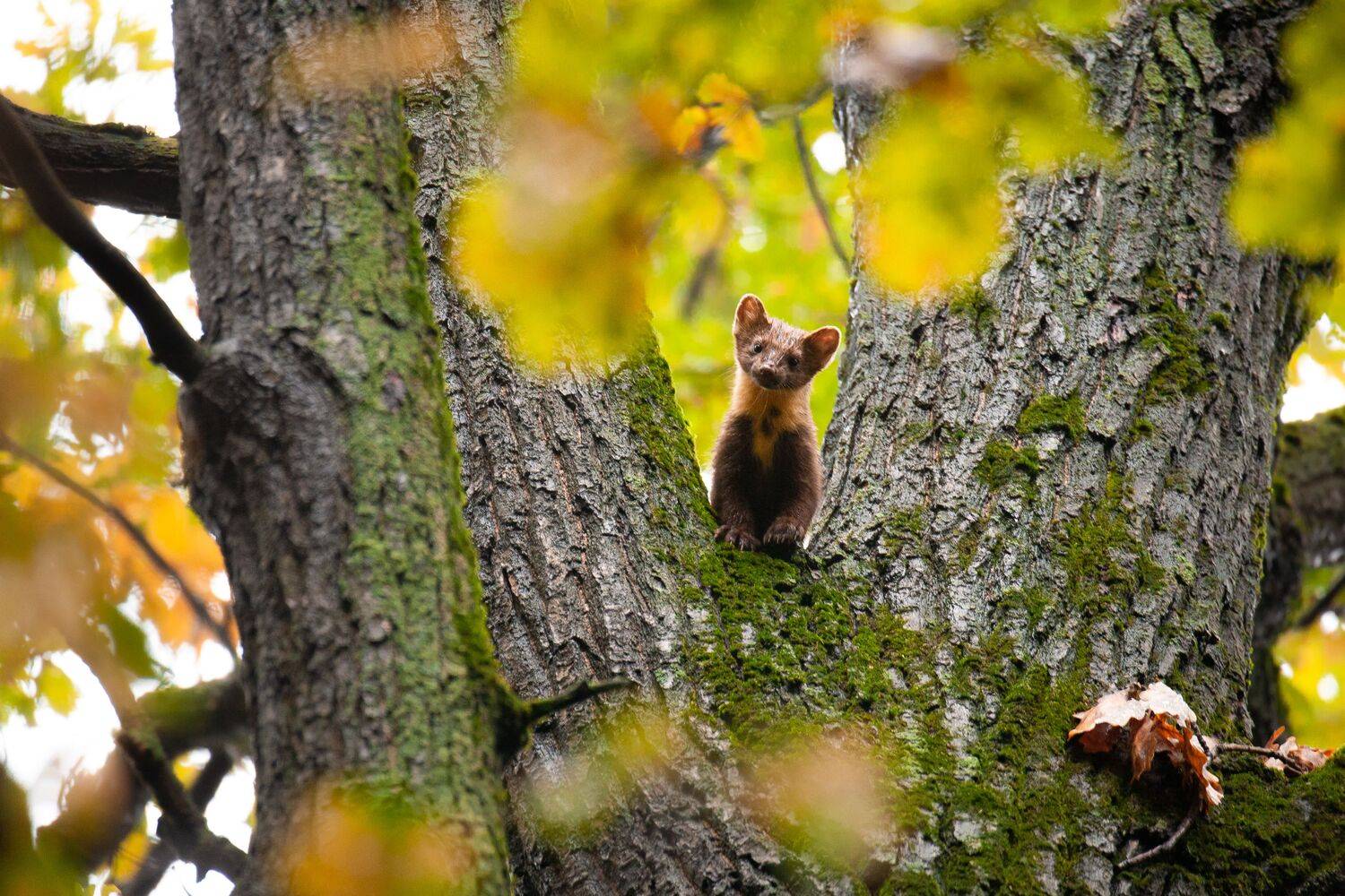 Москва животные куница природа, Сергей Савельев