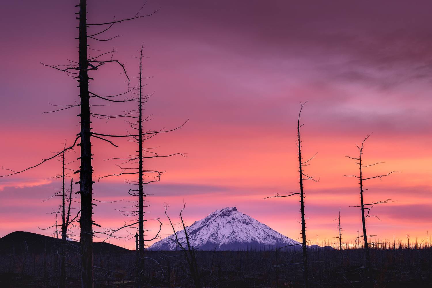 камчатка, мертвы лес, Дмитрий Купрацевич