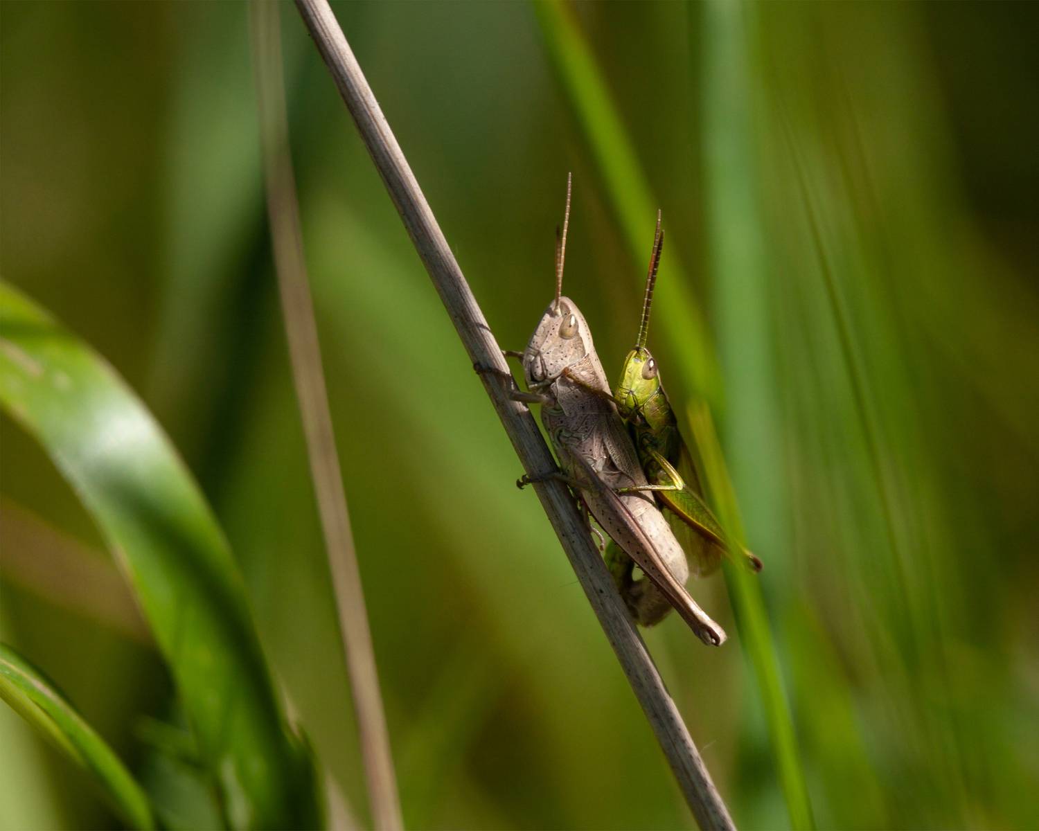 , Сергей Савельев