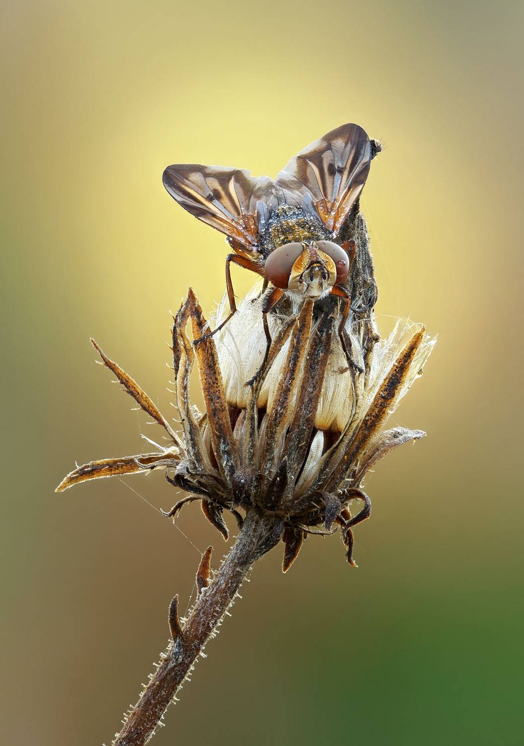 Муха, Чепленко Алексей