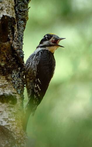 Трехпалый дятел / Eurasian Three‑toed Woodpecker / Picoides tridactylus