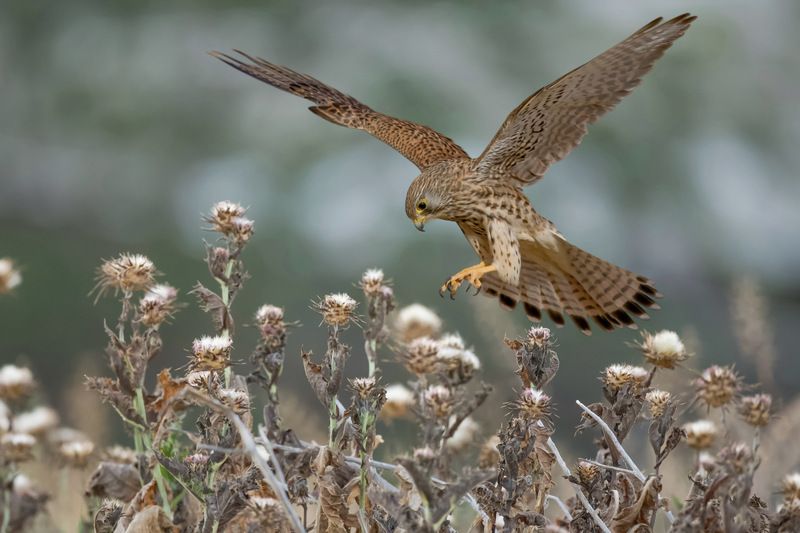 Common kestrel  фото превью