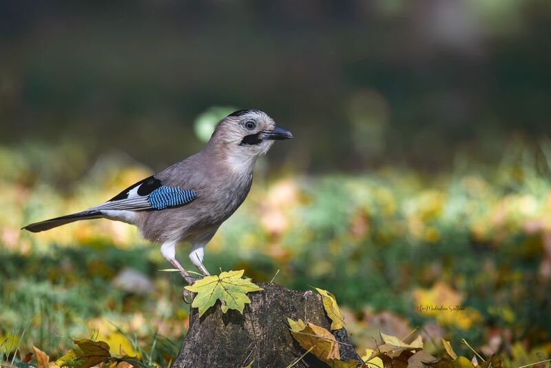 фотоохота, птица, сойка, осень, птицы Осень. фото превью