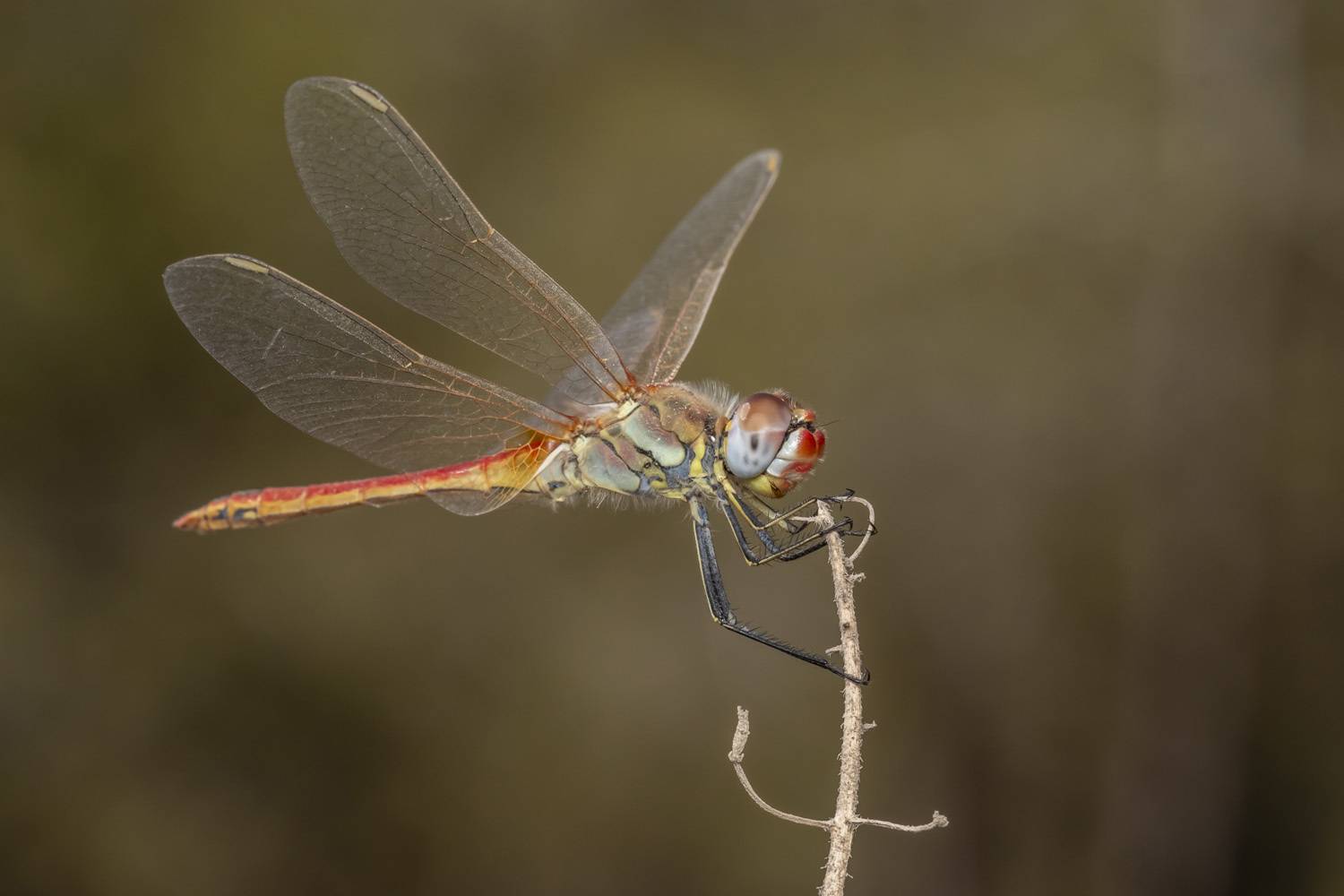 #macro #insects #nature #closeup, Nikolay Tatarchuk