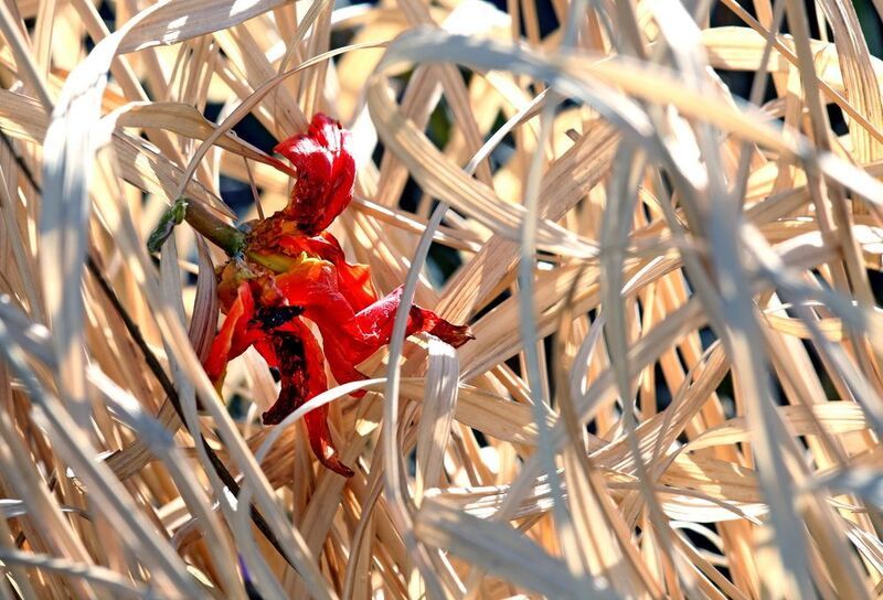 тюльпан фото превью