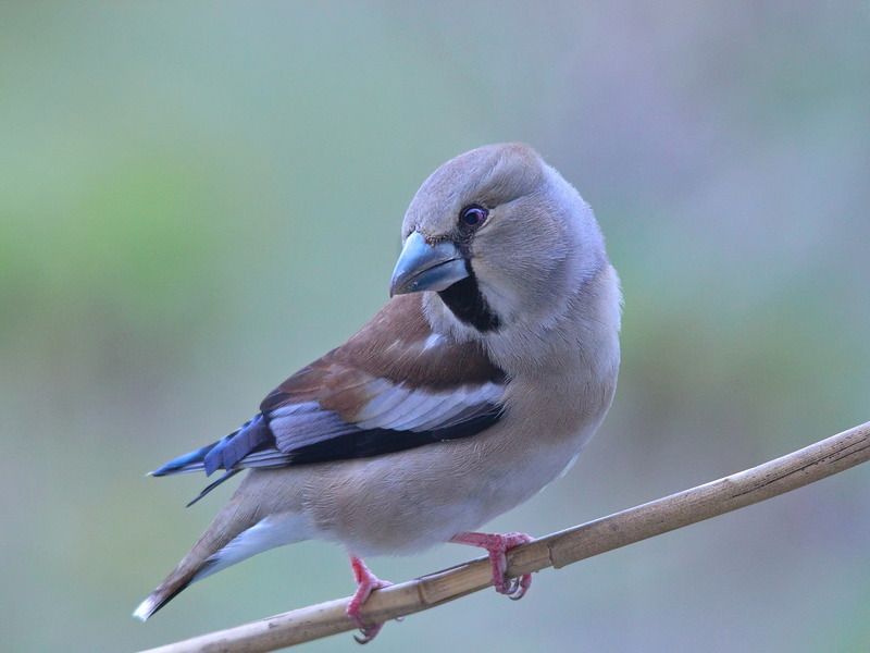 coccothraustes coccothraustes, дубонос, Дубонос фото превью