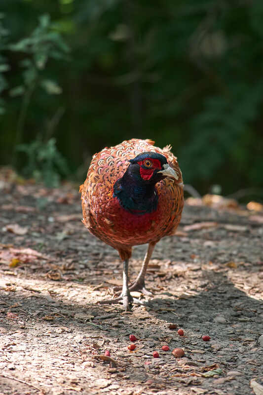 Фазан фото превью