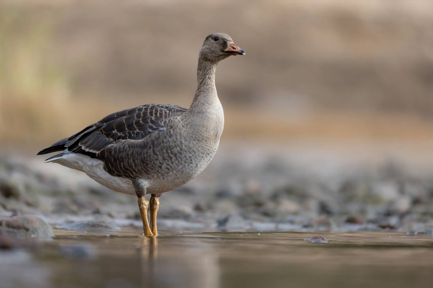 гусь, белолобый гусь, птицы, Ruslan Pl
