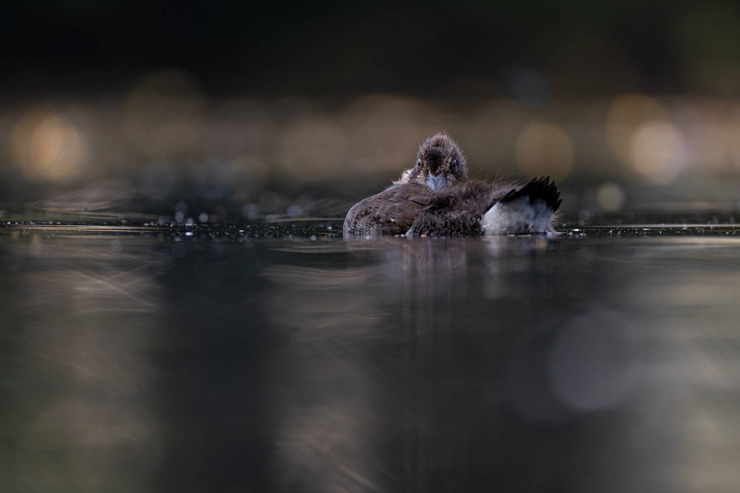 хохлатая чернеть, утка, нырок, птицы, пруд, утенок, Ruslan Pl