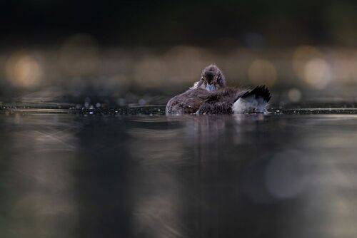 Полуденный сон