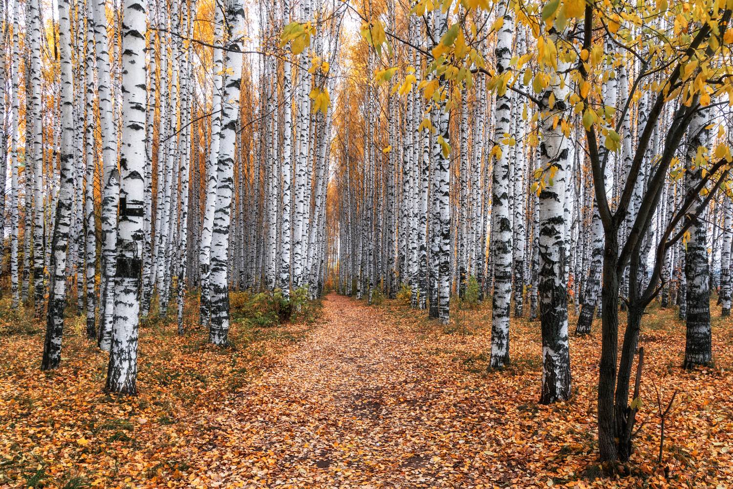 , Малыгин Андрей