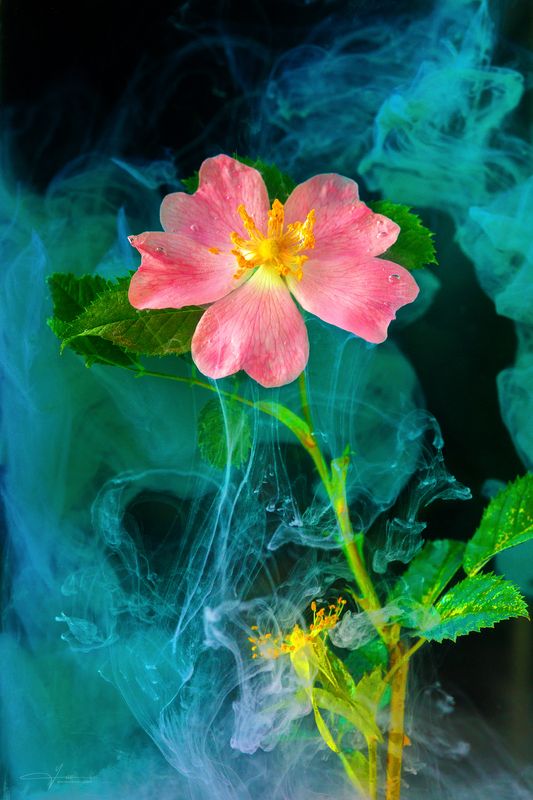 Wild Rose фото превью