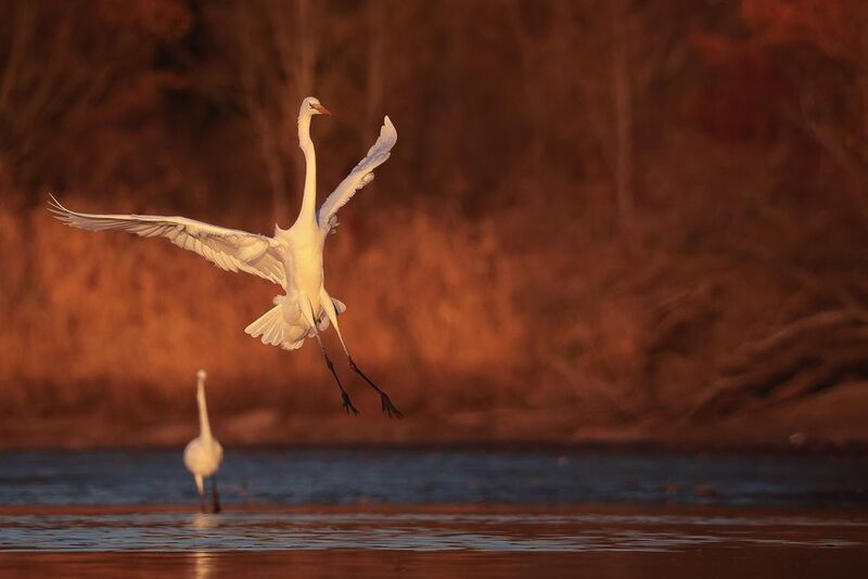 Heron фото превью