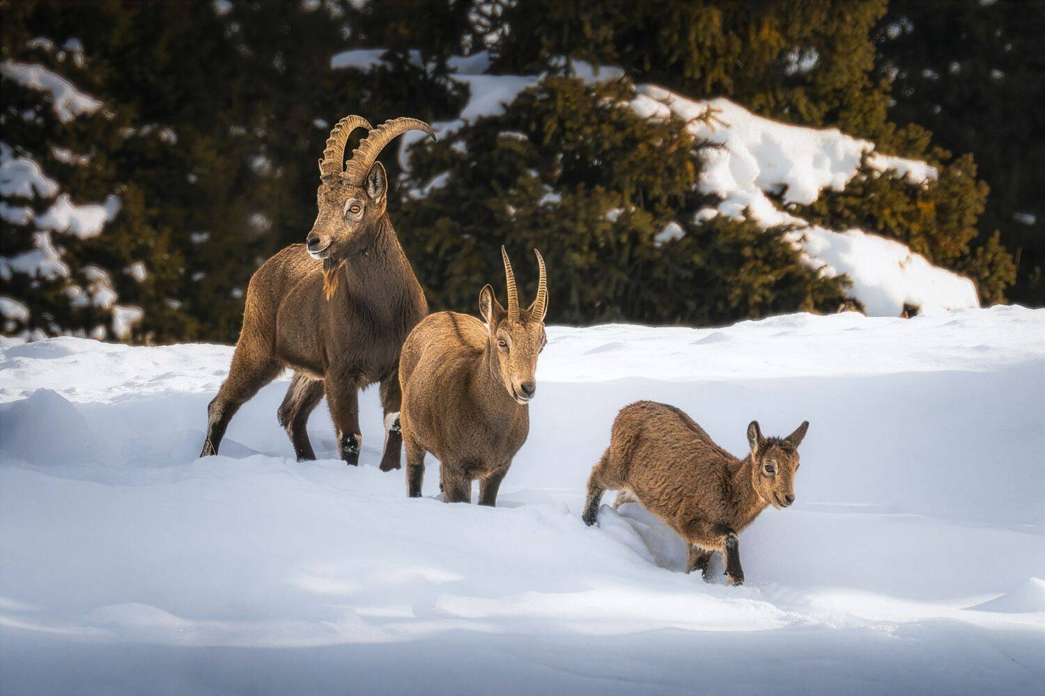 , Купчиков Илья