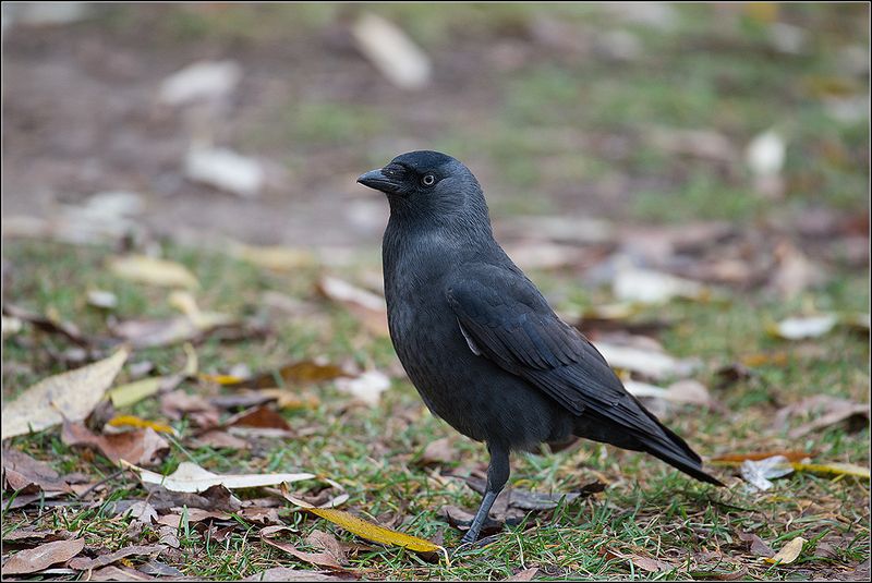 москва, ноябрь, парк, галка * фото превью