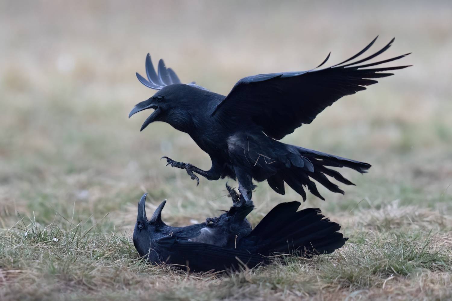 , Фруман Евгений