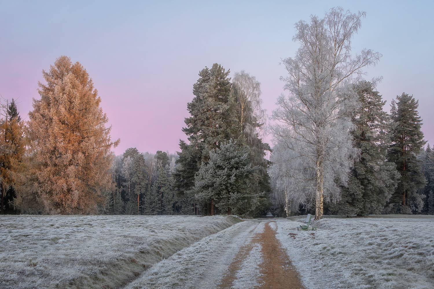 павловск, павловский парк, пейзаж, природа, утро, рассвет, ноябрь, осень,, Alexander Pashenichev