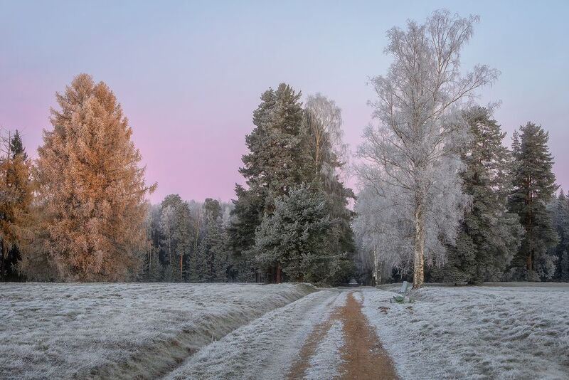 павловск, павловский парк, пейзаж, природа, утро, рассвет, ноябрь, осень, Морозное утро ноября в Павловском парке. фото превью