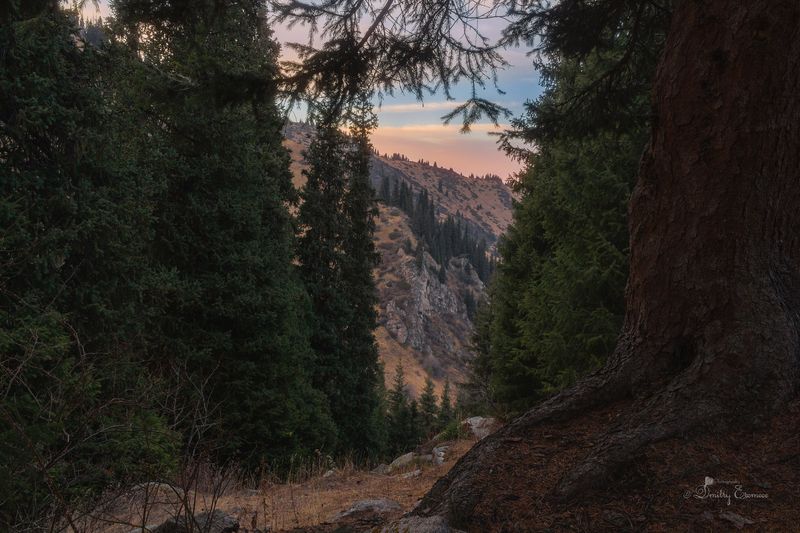 горы пейзаж природа ели снег осень Всё выше и выше, горными тропами... фото превью