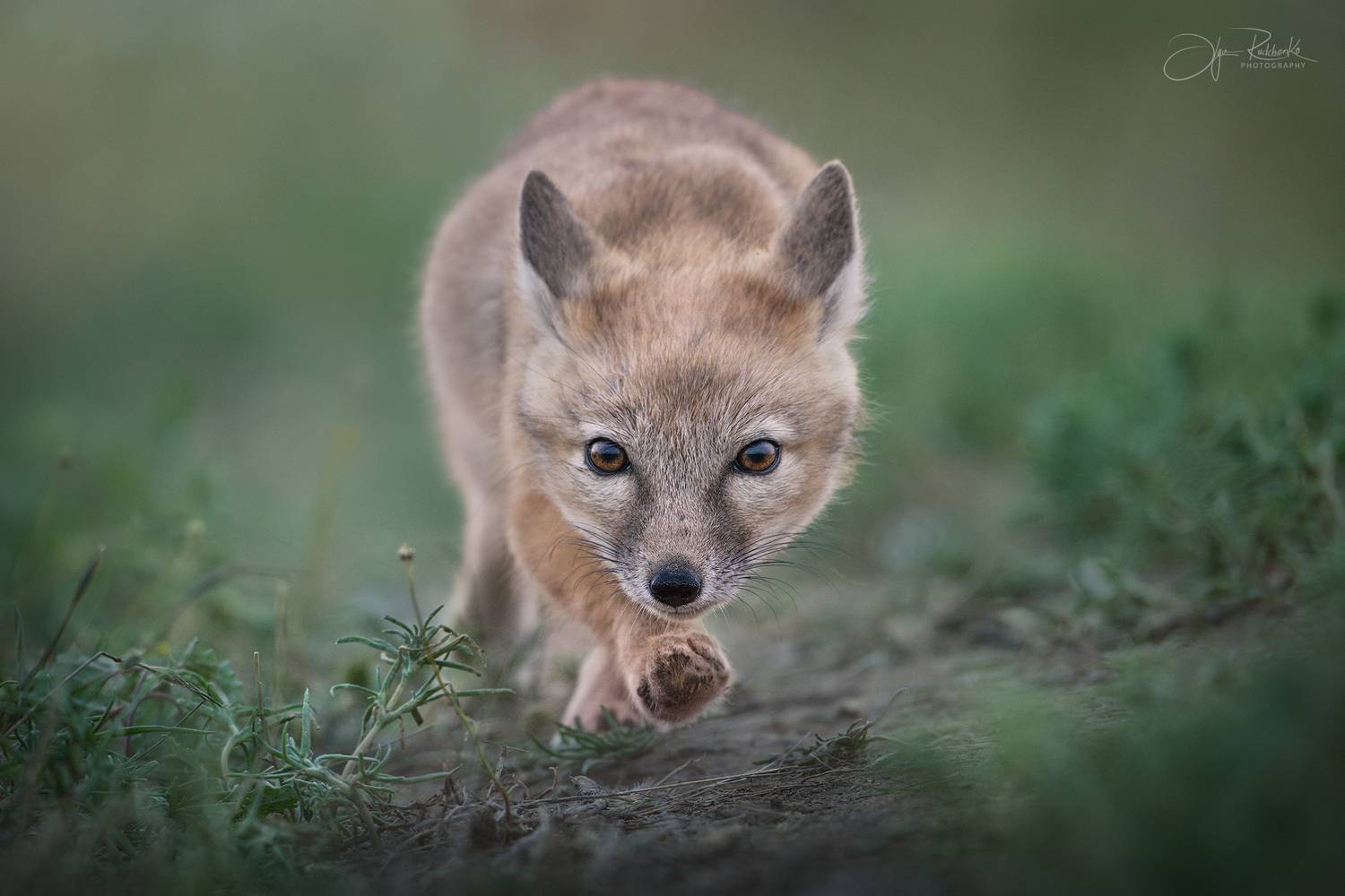 корсак, калмыкия, степная лиса, корсачонок, дикая природа, wildanimals, корсачата, vilpus corsac, corsac, корсаки, маныч, маныч-гудило, черные земли, Рудченко Ольга