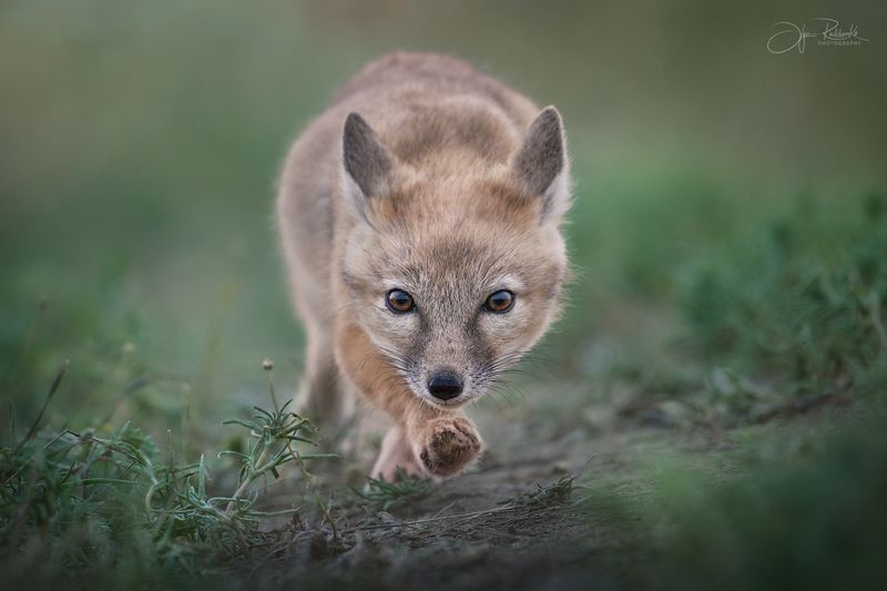корсак, калмыкия, степная лиса, корсачонок, дикая природа, wildanimals, корсачата, vilpus corsac, corsac, корсаки, маныч, маныч-гудило, черные земли Юный хищник фото превью