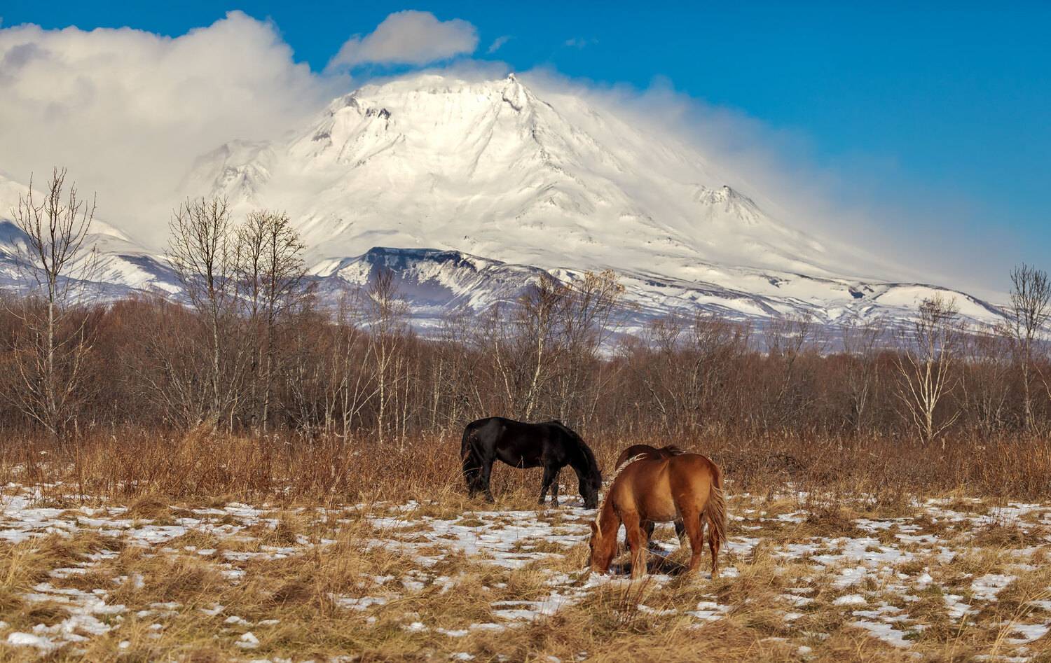 кони, вулкан, снег, поздняя осень, вулкан козельский, камчатка, Уткин Дмитрий