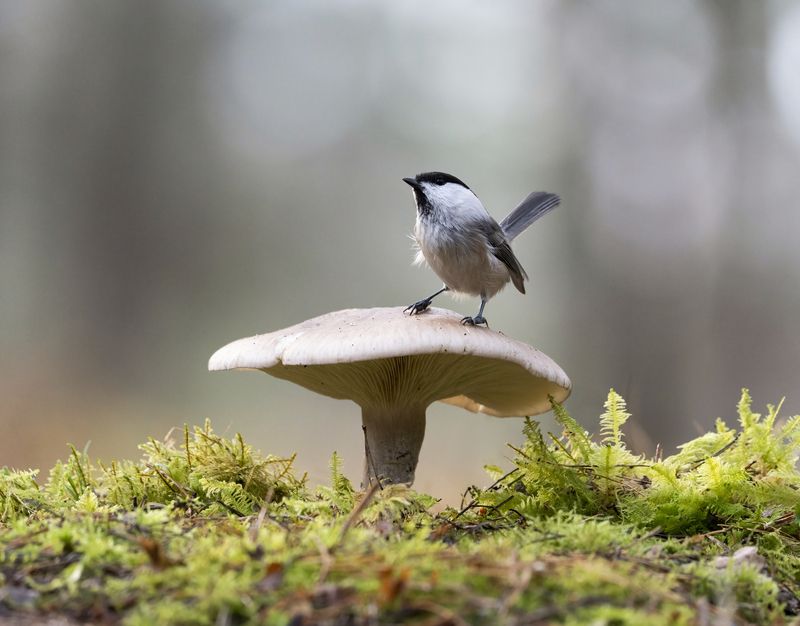 птицы,природа, осень Картинка из леса фото превью