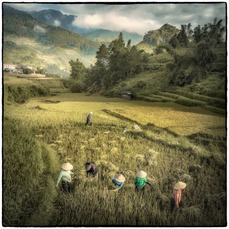 Жнецы. Вьетнам фото превью