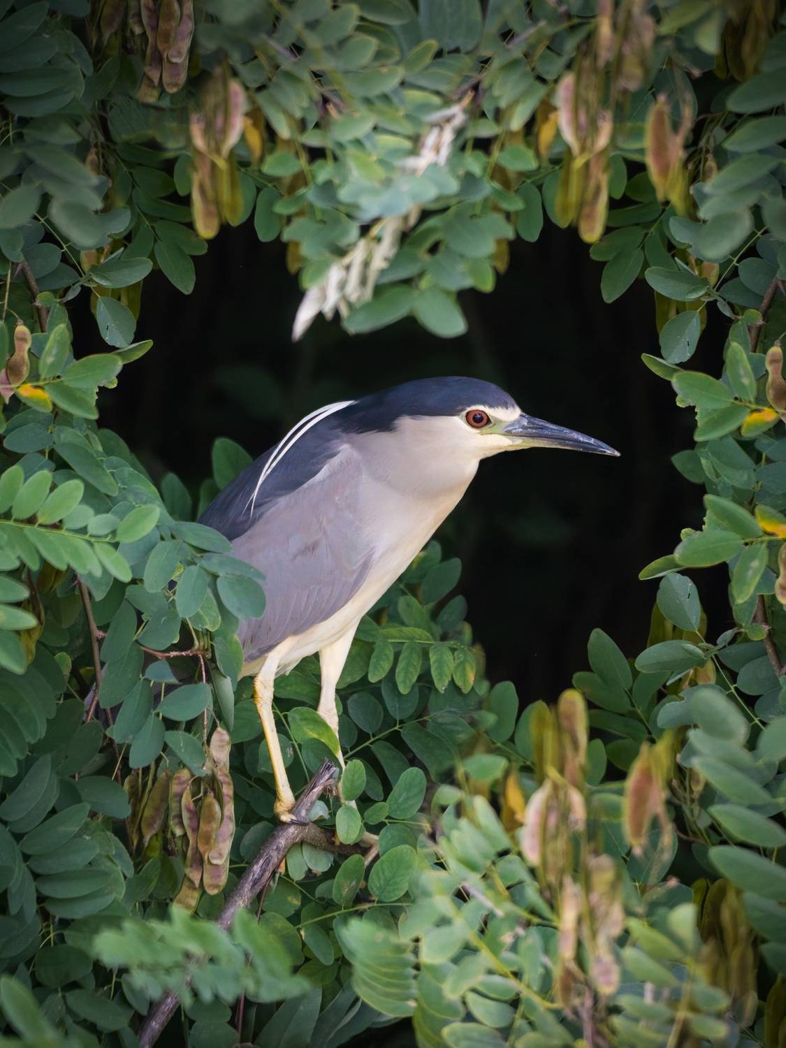 #wildlife #bird, Golemac Bruno