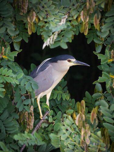 Night heron
