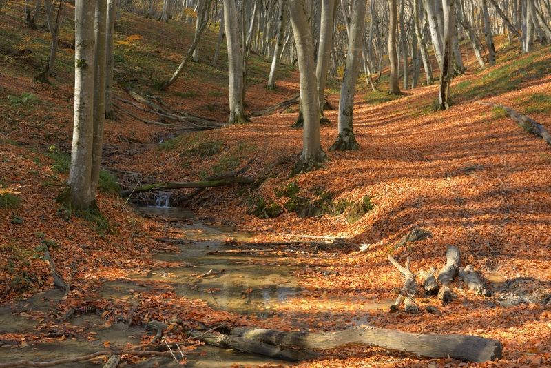 Утро в осеннем лесу фото превью