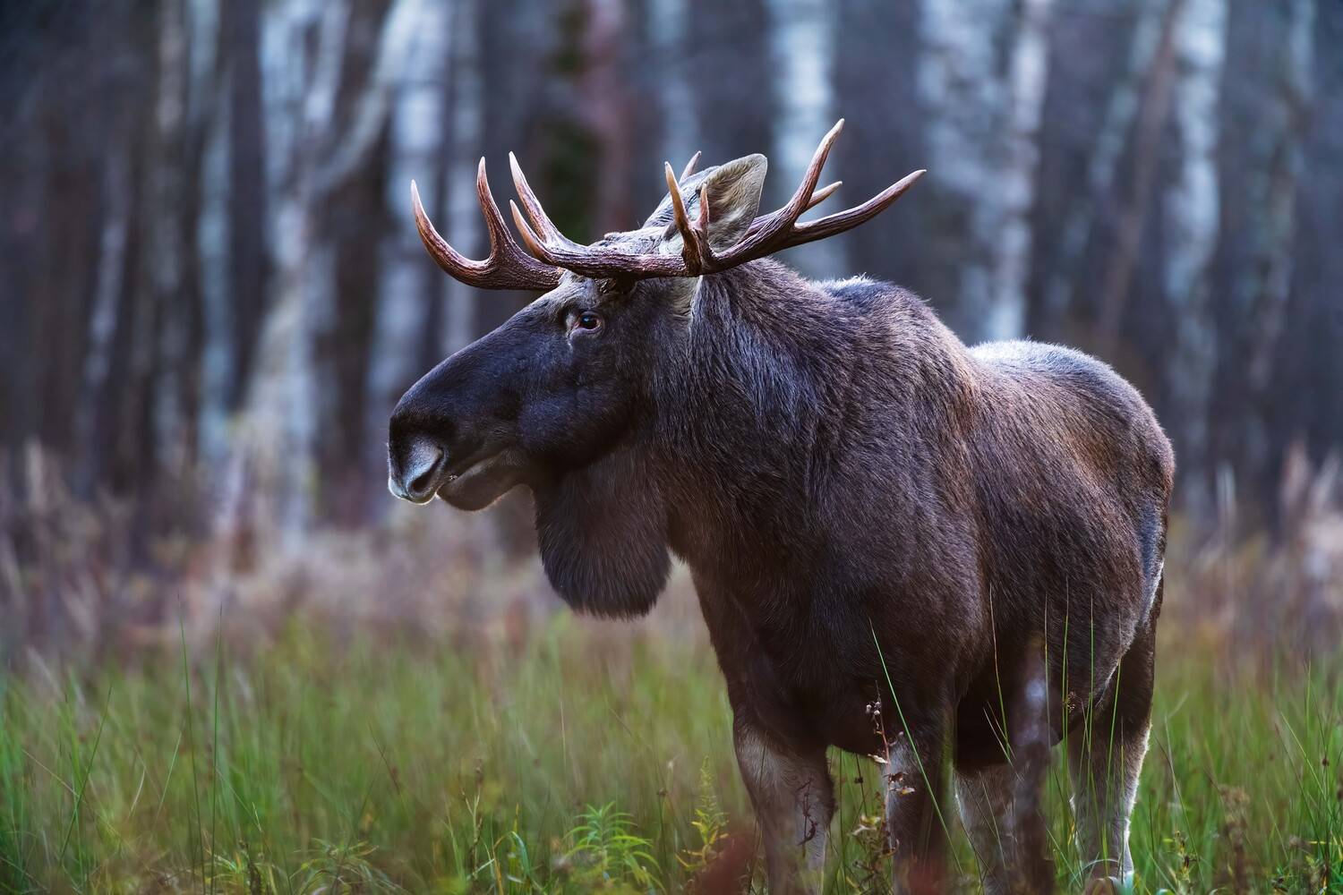 , Павел Ныриков