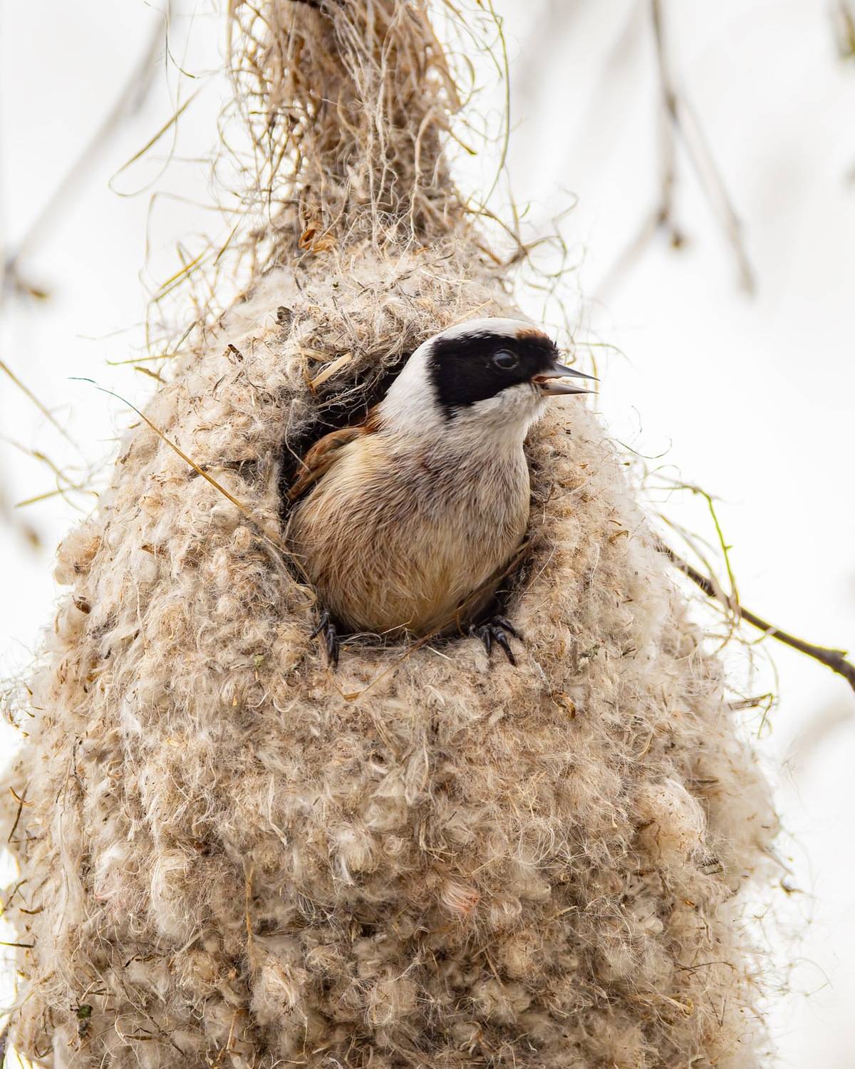 ремез, гнездо, птицы, Ruslan Pl